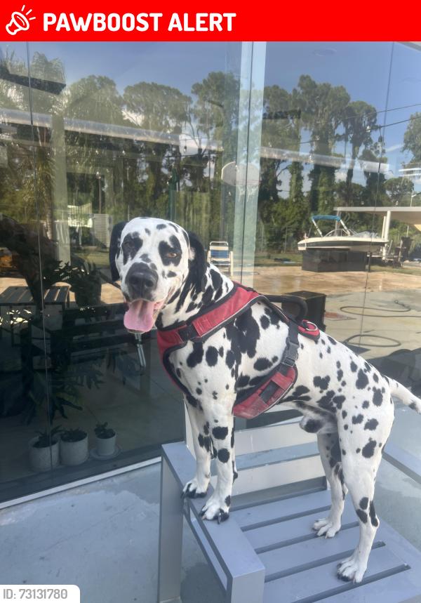Lost Male Dog last seen Lake placid, Highlands County, FL 33852