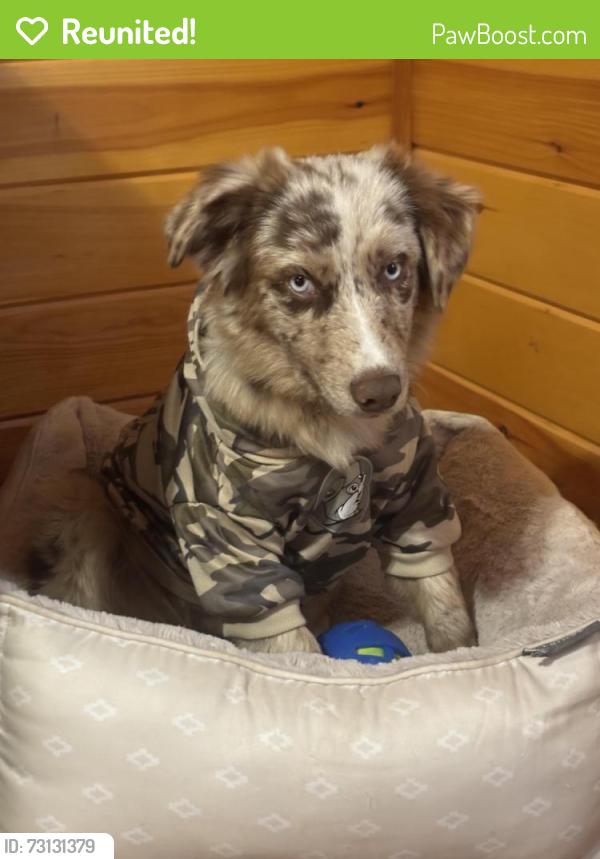 Reunited Male Dog last seen Fairview dr Gastonia NC 28052, Gastonia, NC 28052