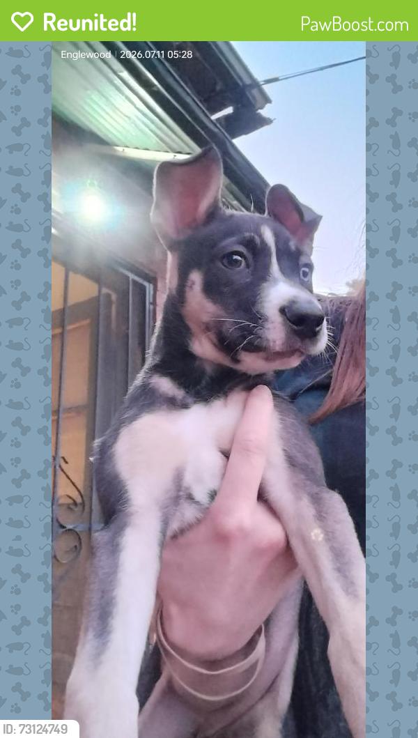 Reunited Male Dog last seen Monaco and Yale come on I'm coming in or not, Denver, CO 80224
