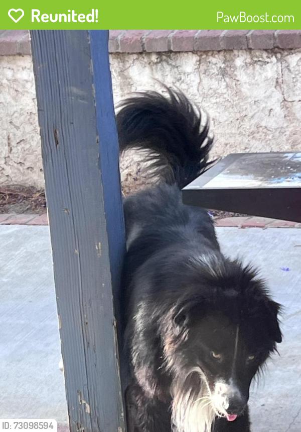 Reunited Male Dog last seen McDonald’s corner of State street and Ramona, San Jacinto, CA 92583