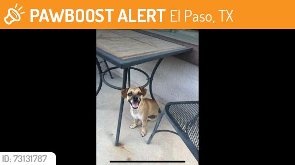 Found/Stray Male Dog last seen Ventanas área, El Paso, TX 79938