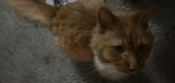 Reunited Male Cat last seen Autumn Glen apartment, West Allis, WI 53227