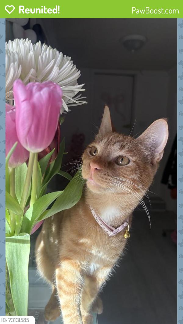 Reunited Female Cat last seen 30th and Sierra Way, San Bernardino, CA 92405