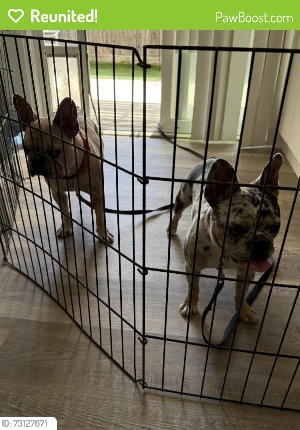 Reunited Unknown Dog last seen Los Alamo, Murrieta, CA 92562