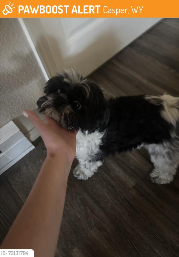 Found/Stray Female Dog last seen W 11th st by church, Casper, WY 82601