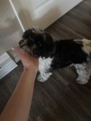 Found/Stray Female Dog last seen W 11th st by church, Casper, WY 82601