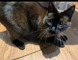 Reunited Female Cat last seen Maa canyon pointe, Austin, TX 78726