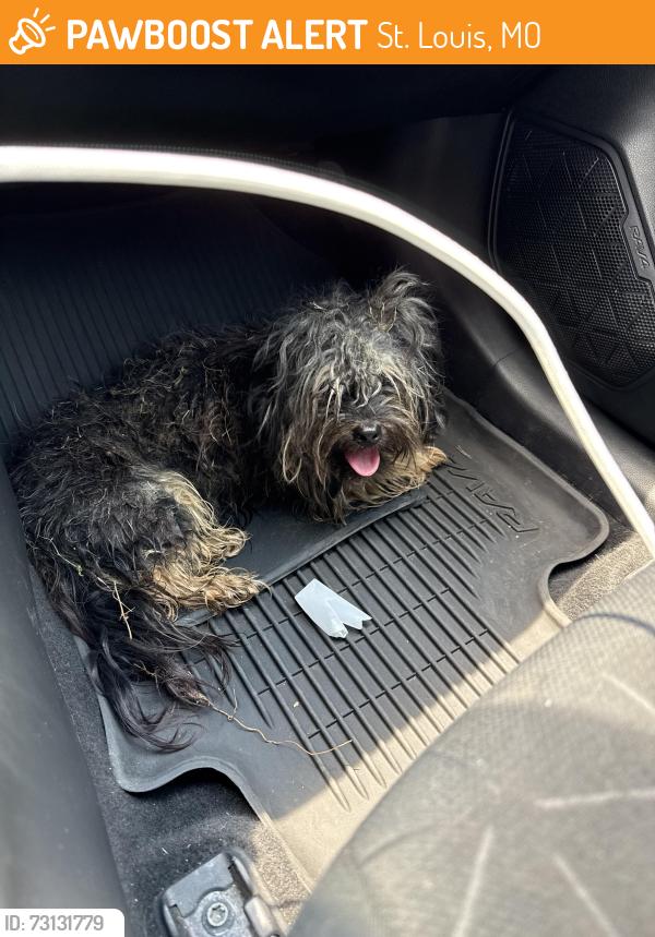 Found/Stray Male Dog last seen City Museum, St. Louis, MO 63103