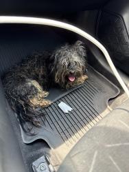 Found/Stray Male Dog last seen City Museum, St. Louis, MO 63103