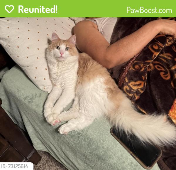 Reunited Male Cat last seen Backus and Thomas Blvd around La Sirenita, Springdale, AR 72762