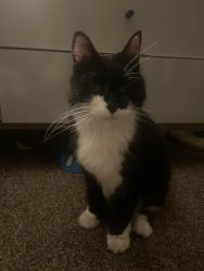 Reunited Male Cat last seen Near Lemans Ct, Indianapolis, IN 46205