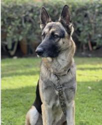 Lost Male Dog last seen Hansen Dam Pacoima, Los Angeles, CA 91331