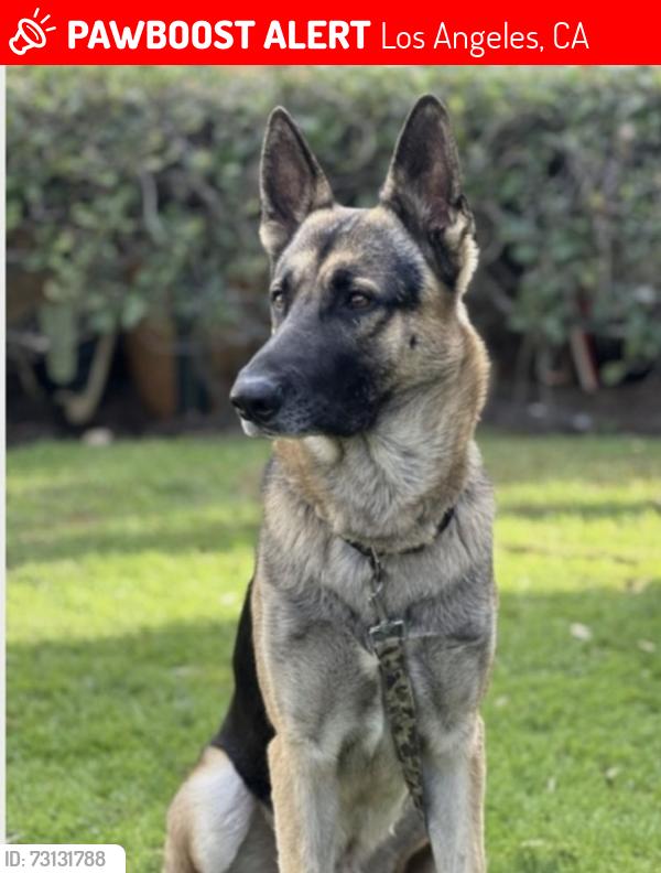 Lost Male Dog last seen Hansen Dam Pacoima, Los Angeles, CA 91331