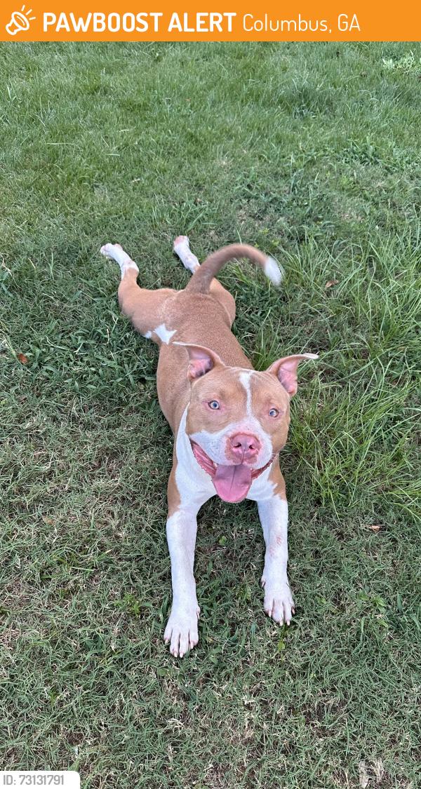 Found/Stray Male Dog last seen Neighborhood near Shangrila, Columbus, GA 31907