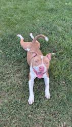 Found/Stray Male Dog last seen Neighborhood near Shangrila, Columbus, GA 31907