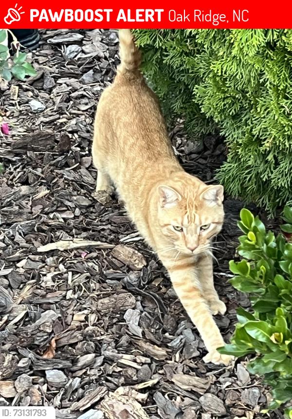 Lost Male Cat last seen Oak Ridge Elementary, Oak Ridge, NC 27310