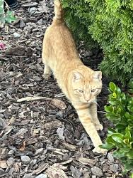 Lost Male Cat last seen Oak Ridge Elementary, Oak Ridge, NC 27310