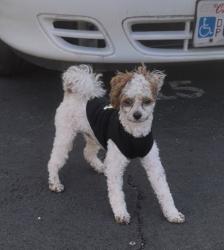 Reunited Male Dog last seen Inside the trailer park Trailer city, Vallejo, CA 94591