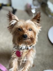 Lost Male Dog last seen Victor ave, Redding, CA 96002