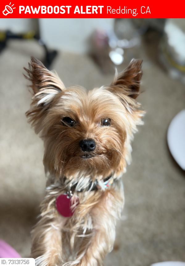 Lost Male Dog last seen Victor ave, Redding, CA 96002