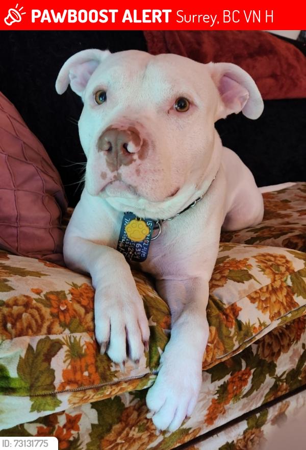 Lost Male Dog last seen Near 173a street, Surrey, BC V4N 6H6