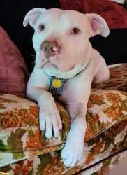 Lost Male Dog last seen Near 173a street, Surrey, BC V4N 6H6
