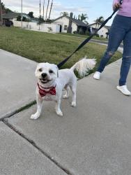 Found/Stray Male Dog last seen Collect, Riverside, CA 92505
