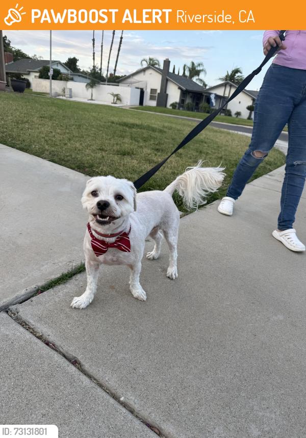 Found/Stray Male Dog last seen Collect, Riverside, CA 92505