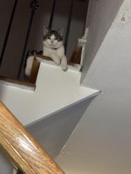 Reunited Male Cat last seen High street and arapahoe, Centennial, CO 80121