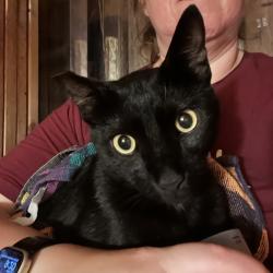 Reunited Unknown Cat last seen Sienna & Agave Sts, League City, TX 77573