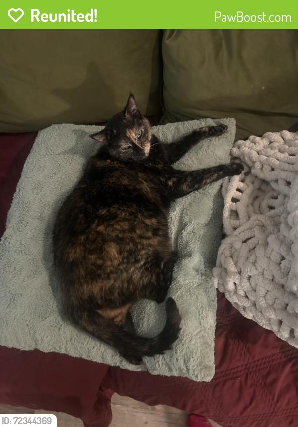 Reunited Female Cat last seen Near N FM 620, Austin, TX 78726, USA, Austin, TX 78726