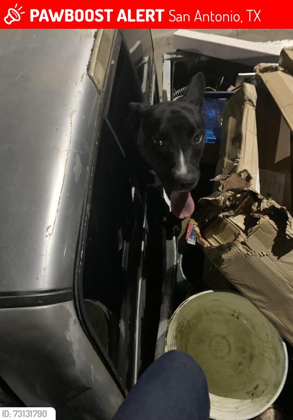 Lost Male Dog last seen Old concrete plant, I35 access rd, Starbucks, San Antonio, TX 78284