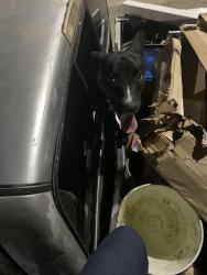 Lost Male Dog last seen Old concrete plant, I35 access rd, Starbucks, San Antonio, TX 78284