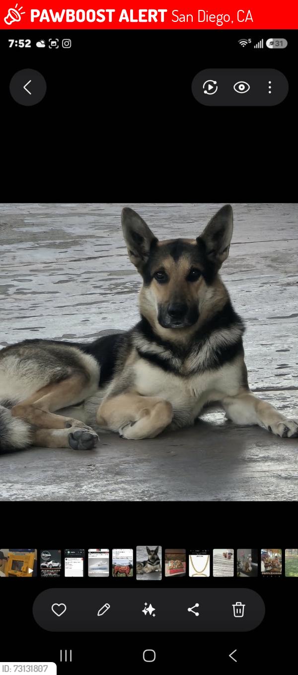 Lost Male Dog last seen Near and 45 st, San Diego, CA 92113