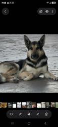 Lost Male Dog last seen Near and 45 st, San Diego, CA 92113
