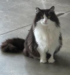 Reunited Male Cat last seen Oak Ridge Elementary, Oak Ridge, NC 27310