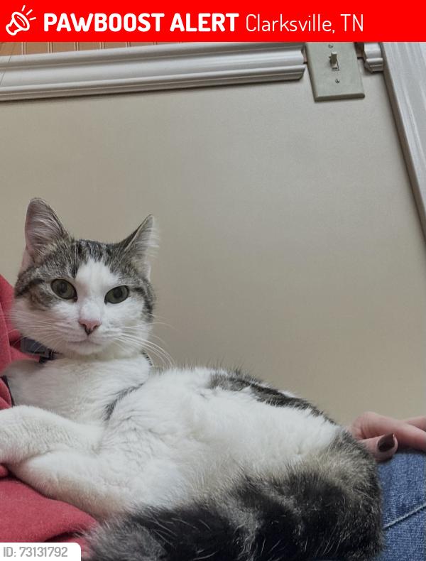 Lost Female Cat last seen Broadripple Dr, Clarksville, TN 37042