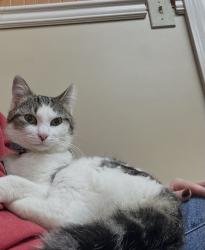 Lost Female Cat last seen Broadripple Dr, Clarksville, TN 37042
