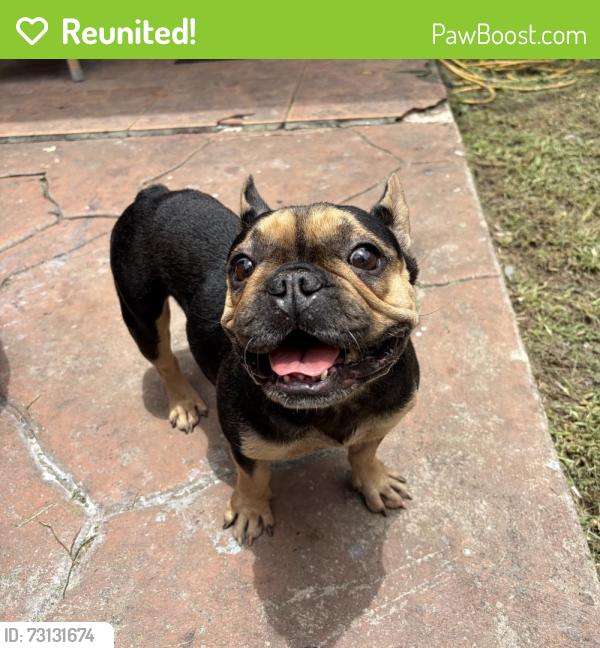 Reunited Female Dog last seen NW 2nd ST & 6 AVE, Florida City, FL 33034
