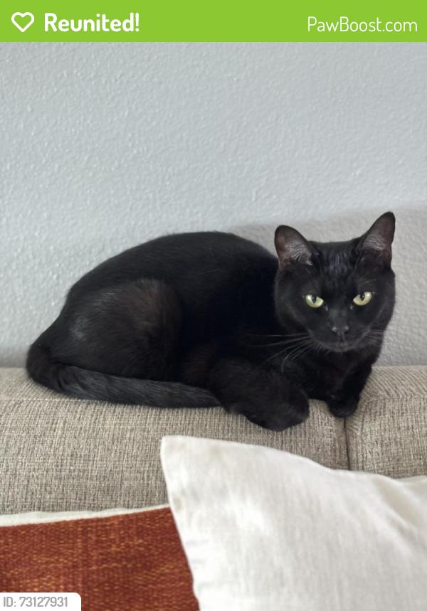 Reunited Female Cat last seen Picador Blvd, San Diego, CA 92154