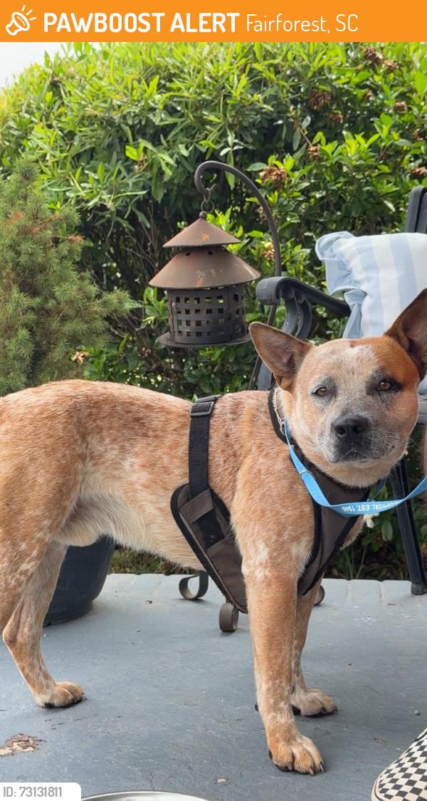 Found/Stray Male Dog last seen Blackstock, Fairforest, SC 29301