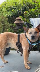 Found/Stray Male Dog last seen Blackstock, Fairforest, SC 29301