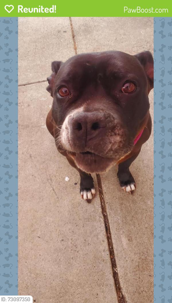 Reunited Female Dog last seen Las casitas Drive and Natividad Greek Park, Salinas, CA 93905