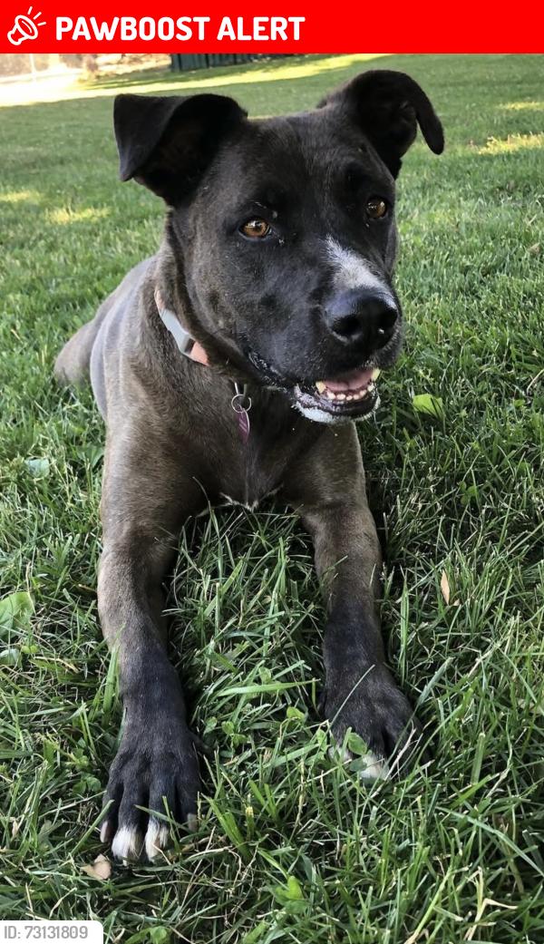 Lost Female Dog last seen Highway 156 and Salinas Rd., San Juan Bautista, CA 95045