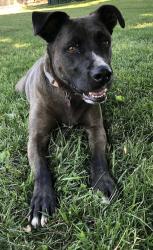 Lost Female Dog last seen Highway 156 and Salinas Rd., San Juan Bautista, CA 95045