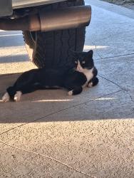 Found/Stray Unknown Cat last seen Bradley and pinehurst, Menifee, CA 92586