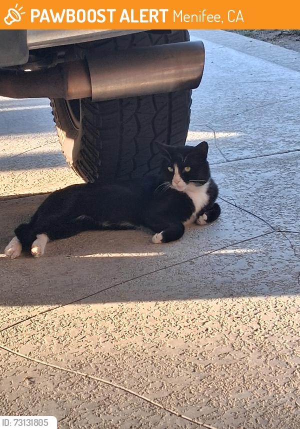 Found/Stray Unknown Cat last seen Bradley and pinehurst, Menifee, CA 92586