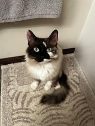 Reunited Female Cat last seen townhomes behind walmart, Cambridge, MN 55008