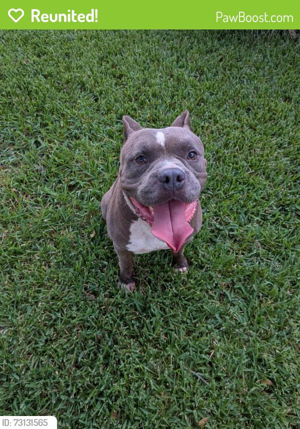 Reunited Male Dog last seen Sea liner dr and Voyager, Houston, TX 77062