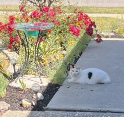 Reunited Unknown Cat last seen Branham almaden, San Jose, CA 95136